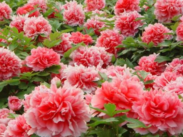 历史名花之争,你更喜欢哪种作为国花?