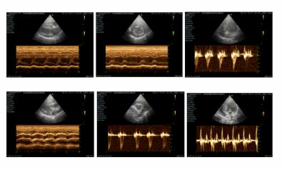 震惊！原来狗狗也会患乳腺肿瘤，宠物家长该怎么样