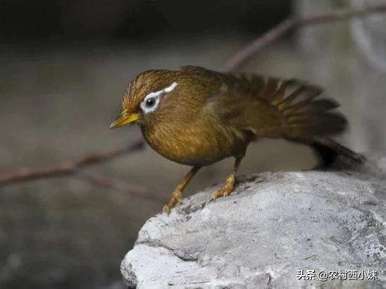 画眉鸟老是咬毛怎么回事,画眉鸟老是咬翅膀怎么治
