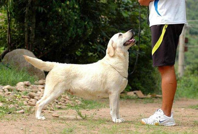 拉布拉多的性格特点和脾气,巧克力色拉布拉多的特点