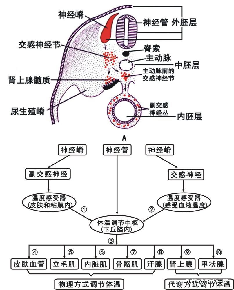 十二经脉和十二正经的区别,十二皮部
