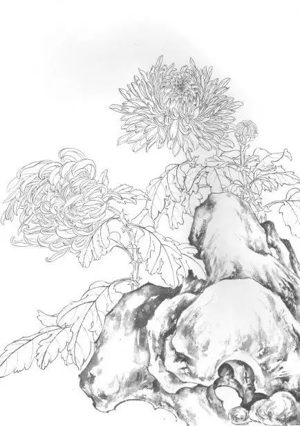 中国画菊花作品集锦,菊花花瓣白描的详细步骤