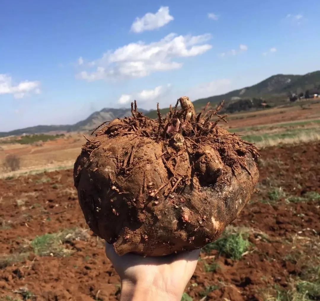 种植魔芋前景如何,一袋魔芋种子种植当年产量有多少