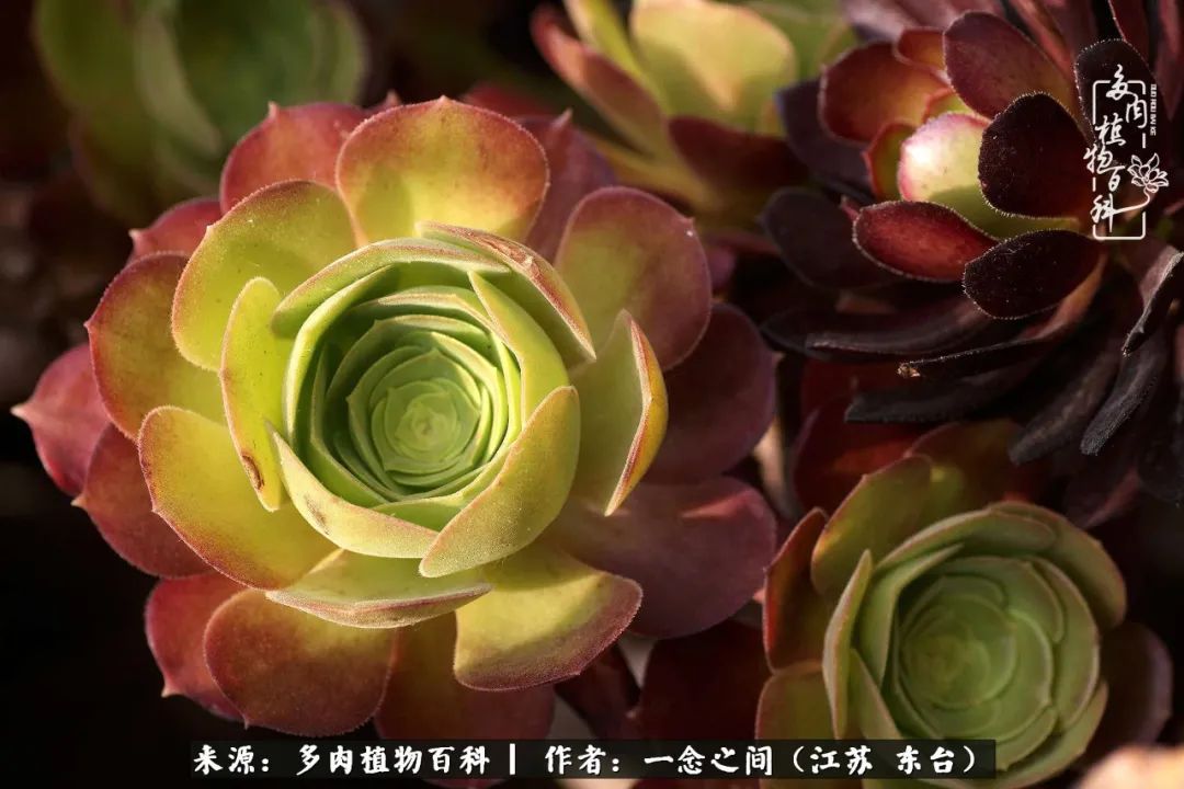 遇见花开蓝莓糖,遇见花开蔬菜沙拉酱