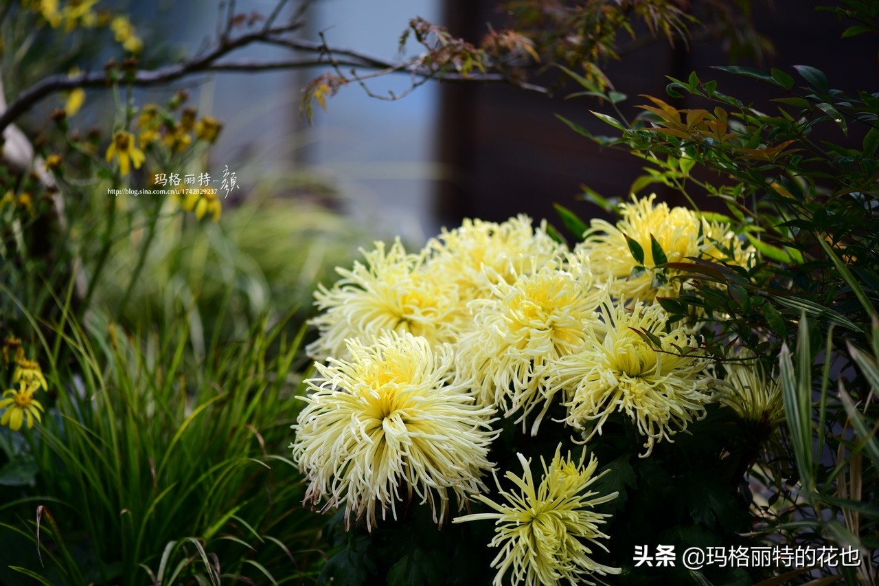 花园里四季常青的树,花园里四季都绿的植物