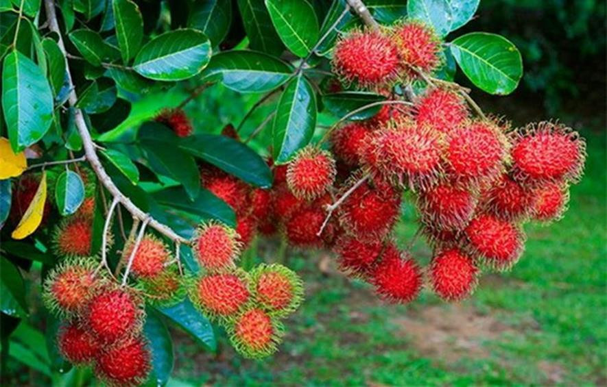 百种味道的果子,四季百种果子图片