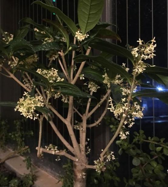 日香桂一年四季的养护教程,四季桂和日香桂哪个开花更勤