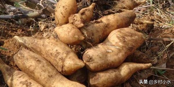 雪莲果种植技术和专用肥料,香甜水果种植技术