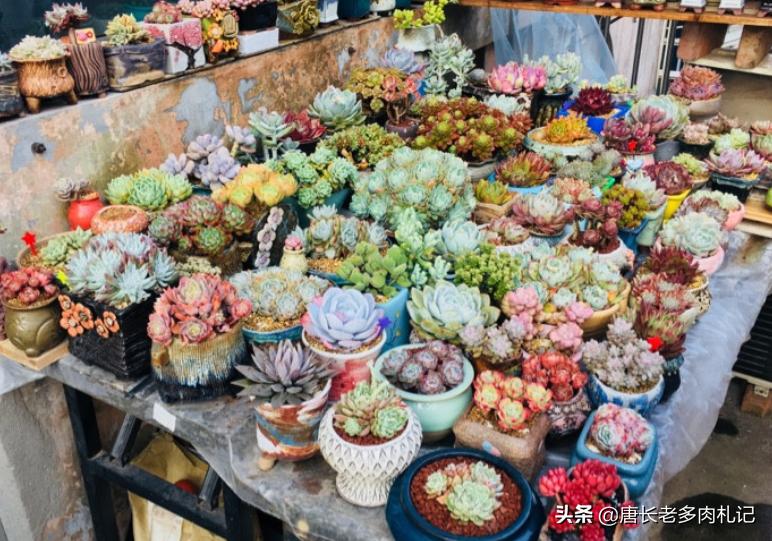 养多肉是个坑,养多肉不为人知的秘密