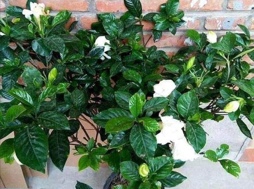 养花有黄叶子怎么办,养花的土壤偏碱怎么办好