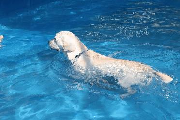 汪汪汪~宁波首家宠物主题乐园登陆江北，铲屎官们走起