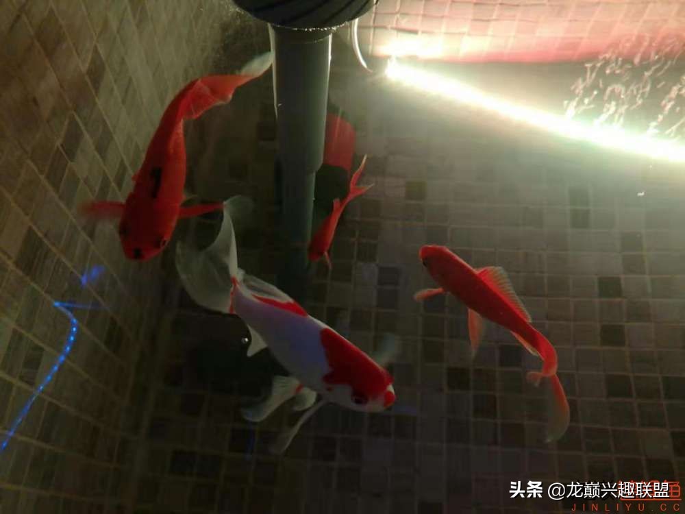 鱼友自制龙鱼缸,自制锦鲤鱼食配方及全过程