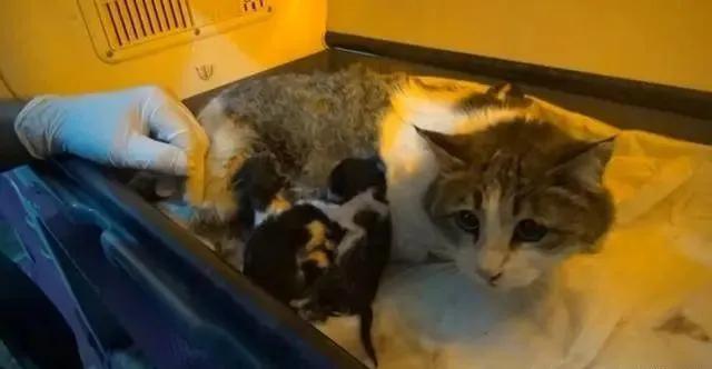 去土耳其当猫好吗,在土耳其做一只幸福的猫