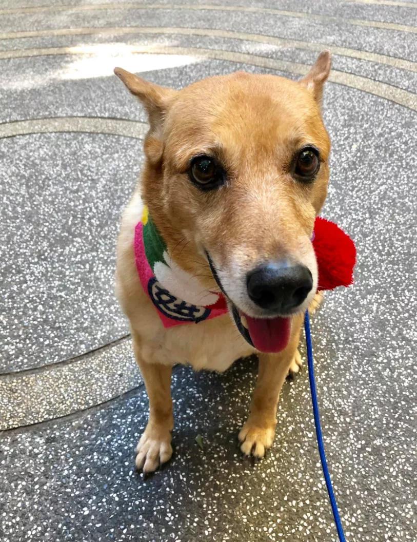 流浪狗得肿瘤,流浪狗得肿瘤被主人遗弃