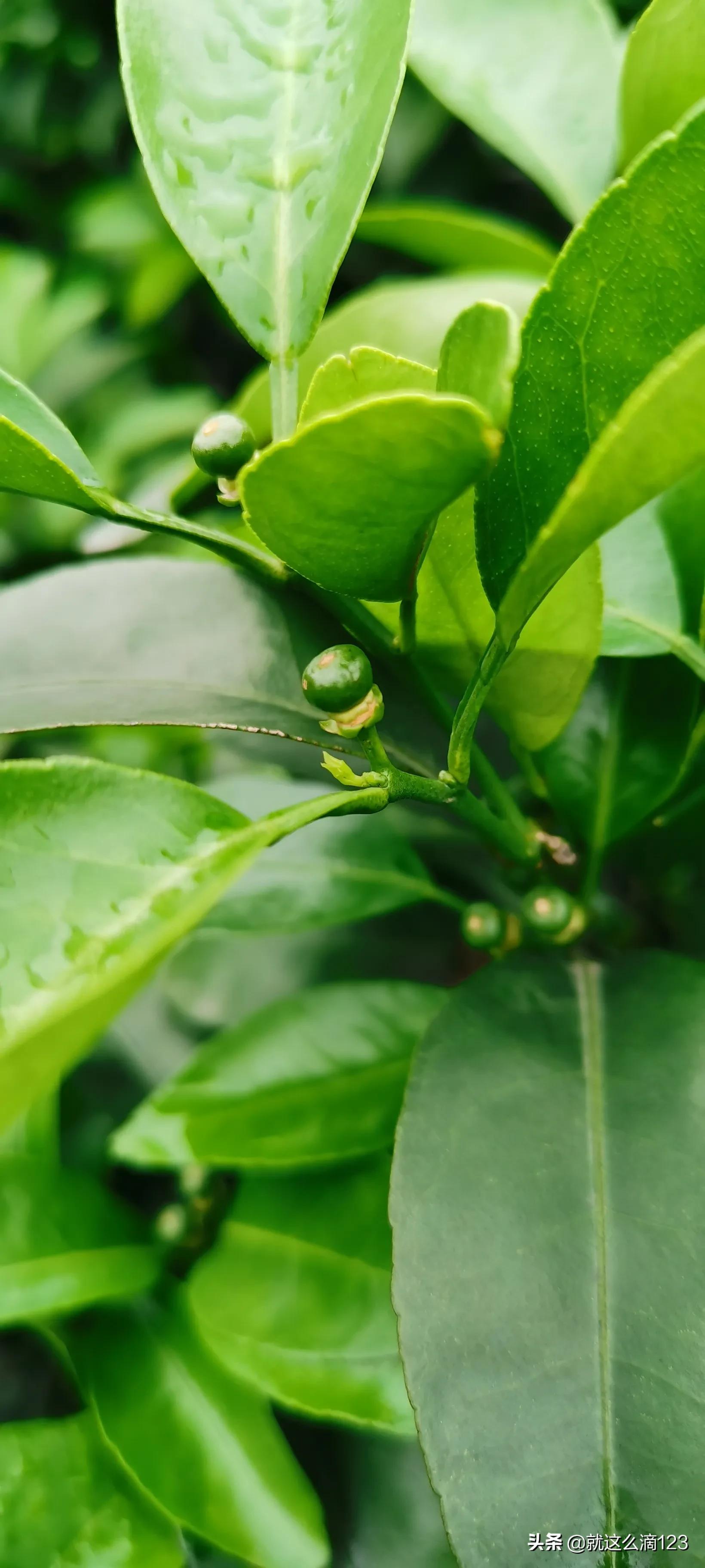 鍐滆嵂鎬庝箞杈ㄥ埆鐪熷亣,缃戣喘鍐滆嵂鎬庢牱杈ㄥ埆鐪熷亣