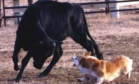 伊维菌素对人有毒吗,0.3%伊维菌素犬服用