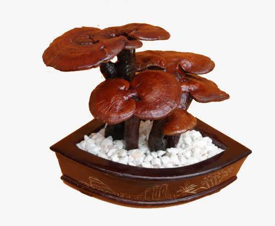 盆栽木质灵芝怎么栽,有层次的灵芝盆栽怎么制作