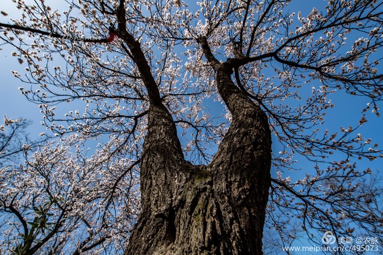 河南灵宝百年古杏林花开遍山野,灵宝北沟古杏林图片