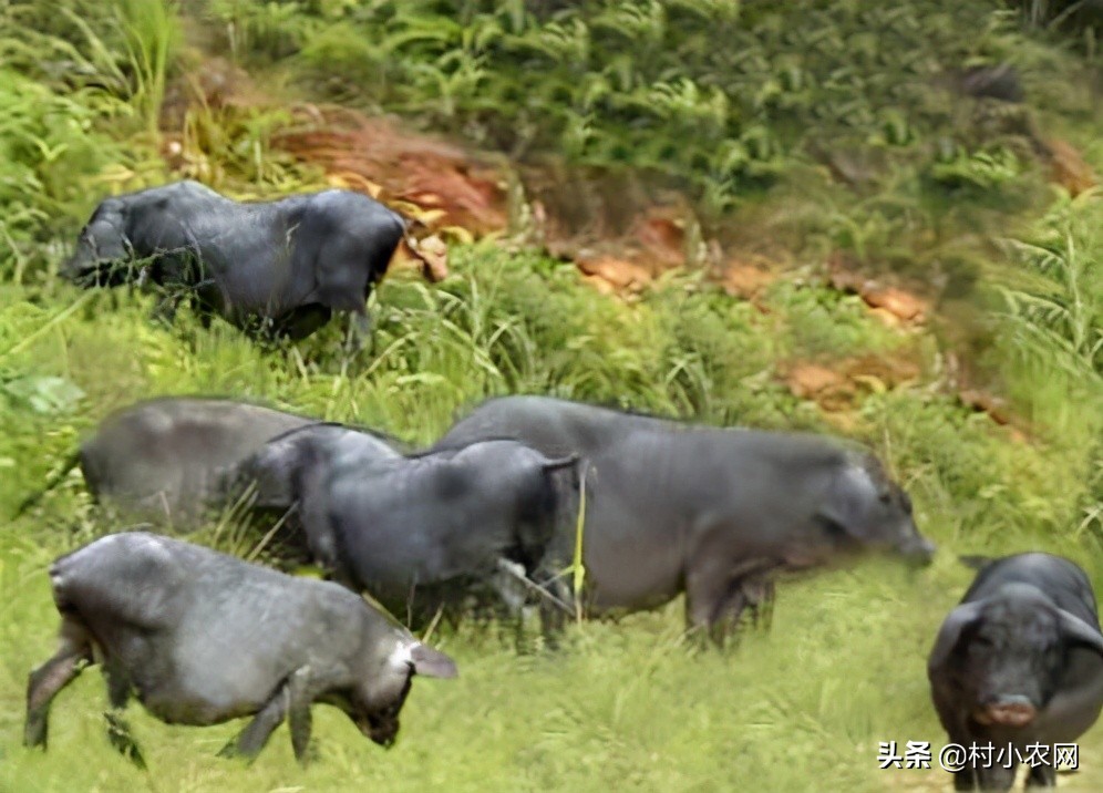 农民回乡种田种植粮食发展养殖,农村女大学毕业回乡创业养殖