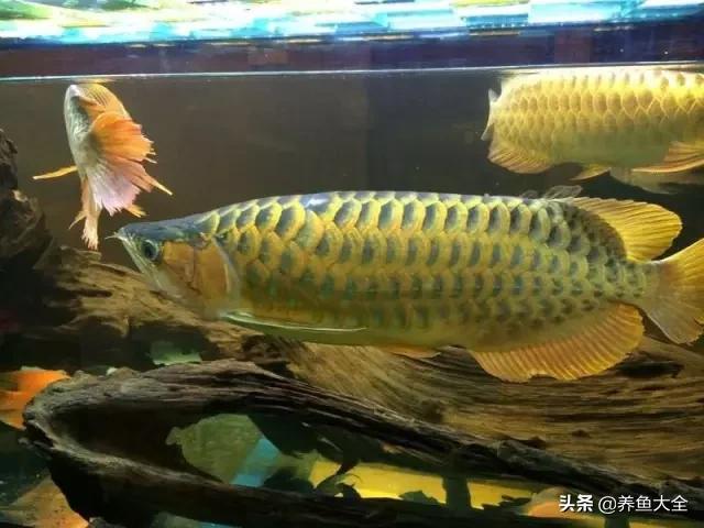 养金龙鱼过程马来西亚,马来西亚养金龙