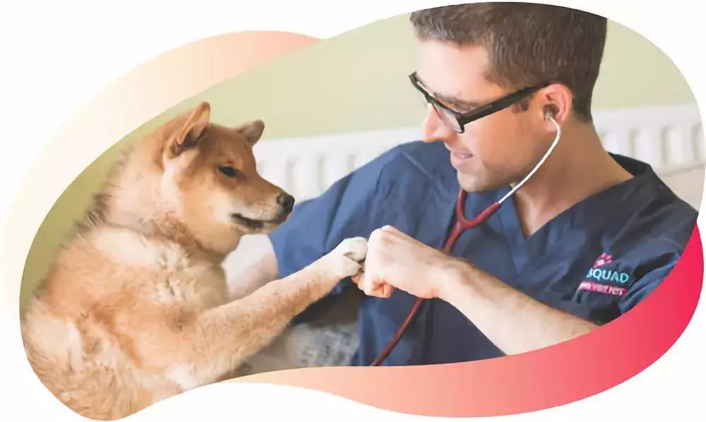 欧洲宠物药企有哪些公司,国外宠物行业创业新方法