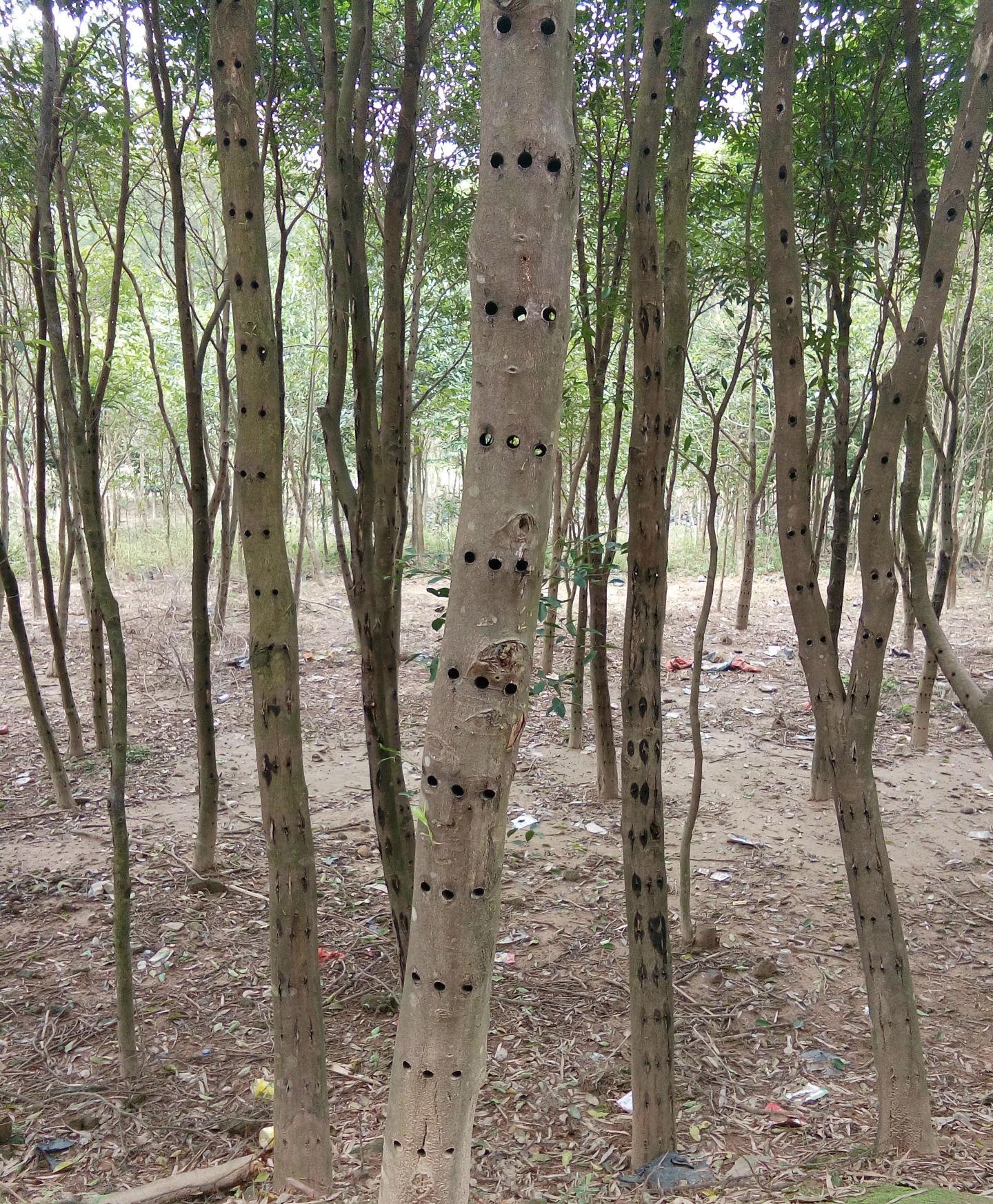 春日种下一棵阅读树,春日种下一朵花