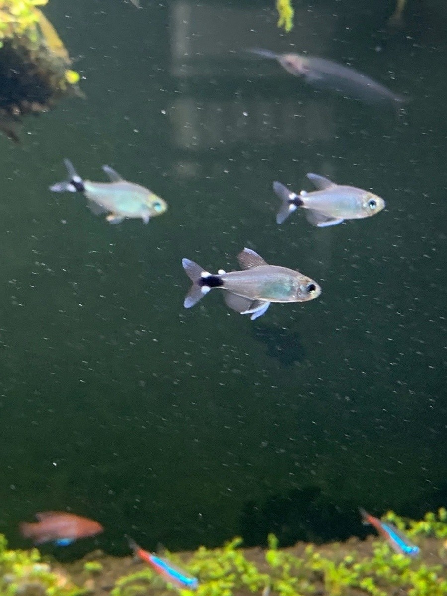 观赏鱼小型宝莲灯鱼,小型观赏鱼鱼灯推荐