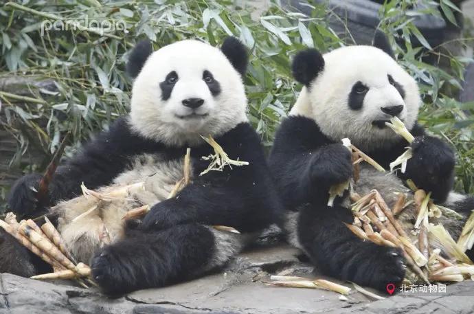 国宝带货直播,国宝直播带货