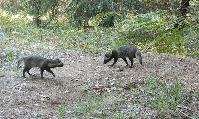 海狸鼠vs猞猁,狐狸对战猞猁