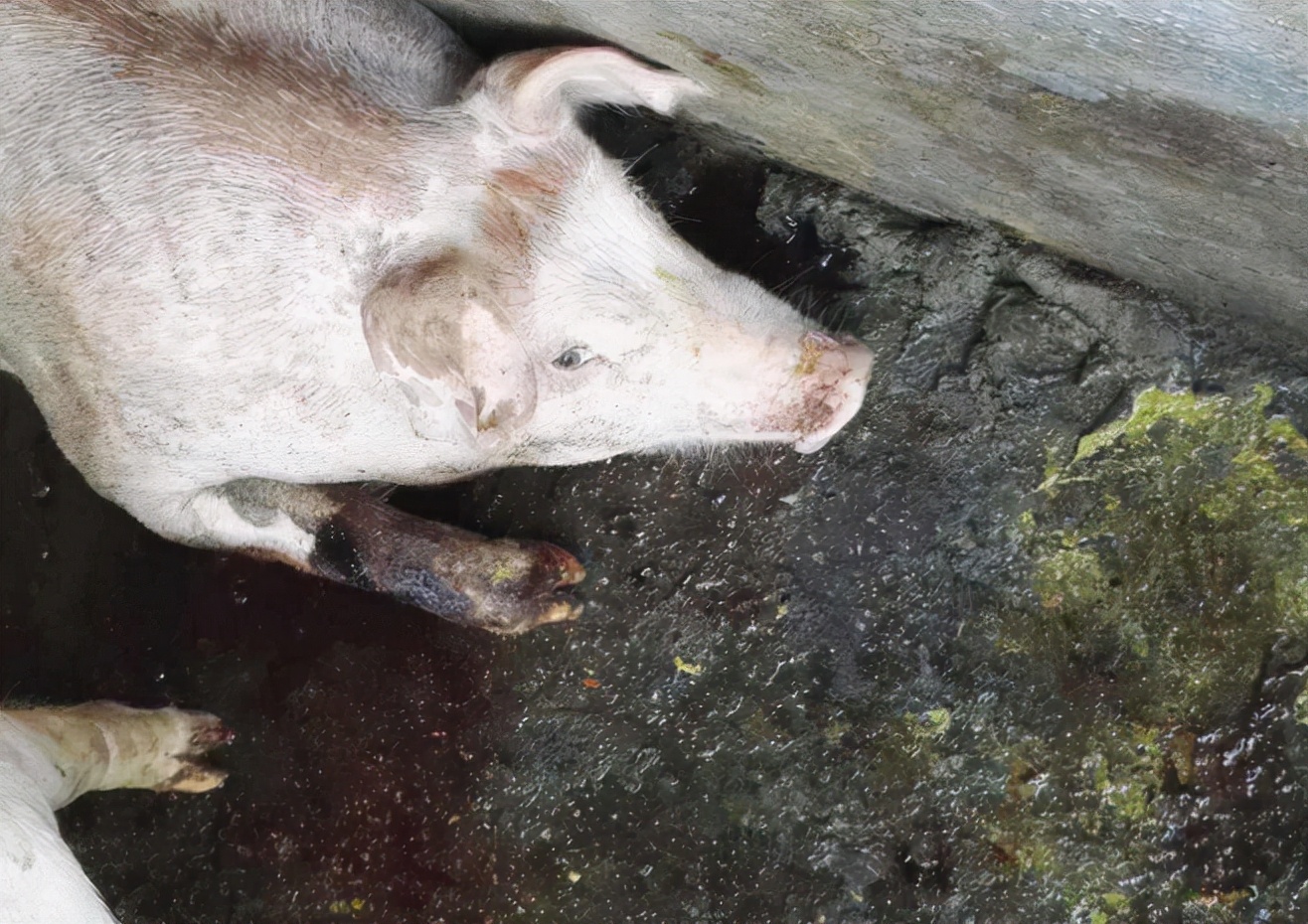 猪呕吐打什么针?猪呕吐是什么原因?这四种情况要重视起来