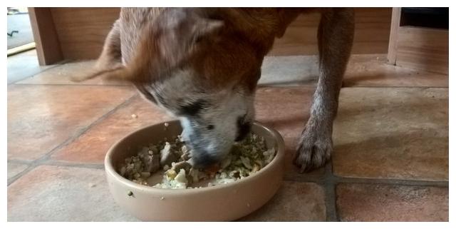 狗狗厌食需要换狗粮吗怎么喂,狗狗厌食吐狗粮怎么回事