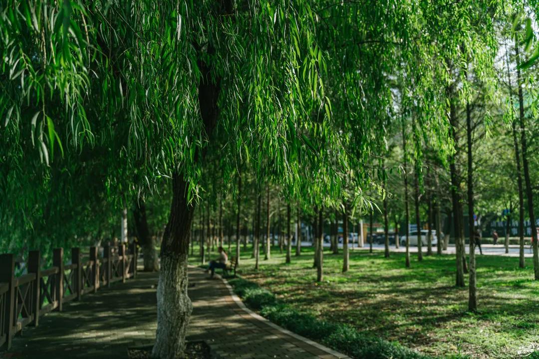 30+公园在路上，荆州又要“补绿”了