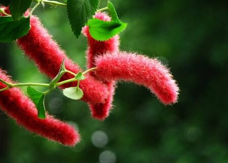 猫尾花养护方法,猫尾花养殖