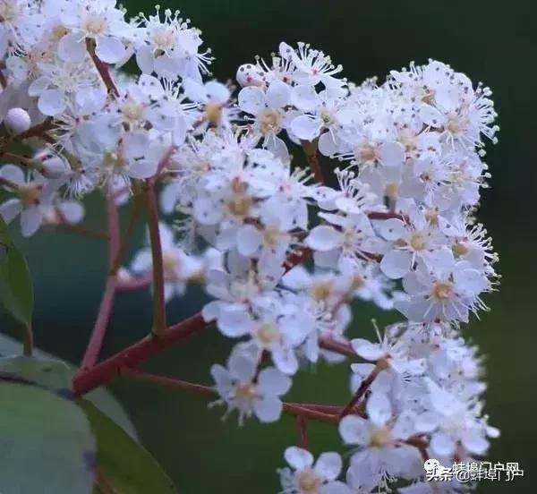 蚌埠各小区这种散发着精液味道的花你知道名字嘛