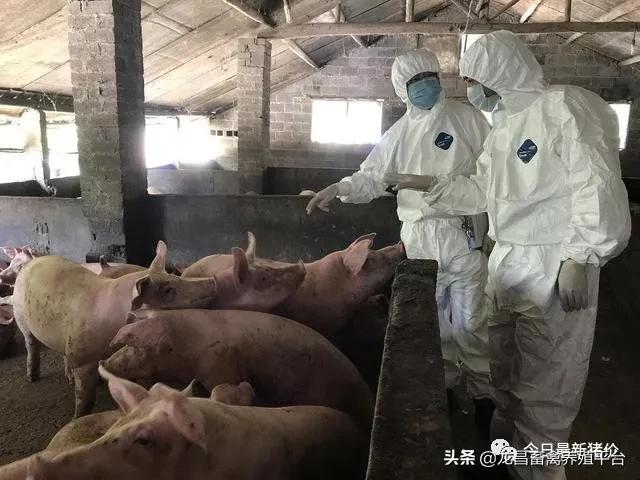 猪胸膜肺炎和大肠杆菌混合感染,猪传染性胸膜肺炎的综合防治措施