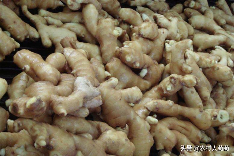 生姜种植的时间和种植技巧方法,生姜种植技术怎样种植生姜