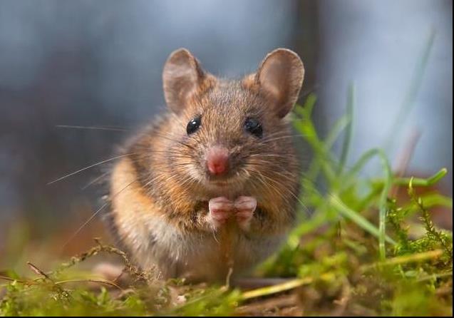 2023年属鼠犯太岁要注意哪些方面,1972年的鼠2020的运气怎么样