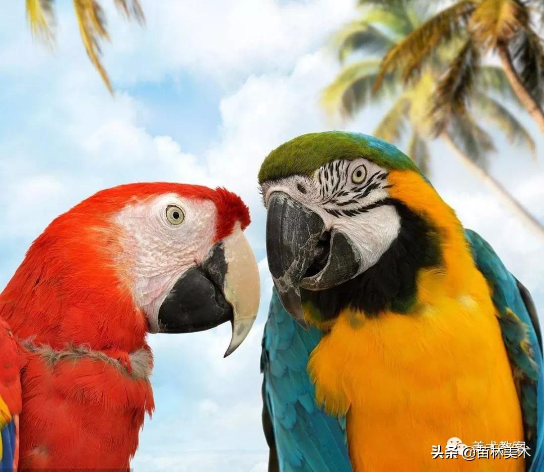 小鹦鹉学飞怎么画好看,鹦鹉有什么本领简笔画