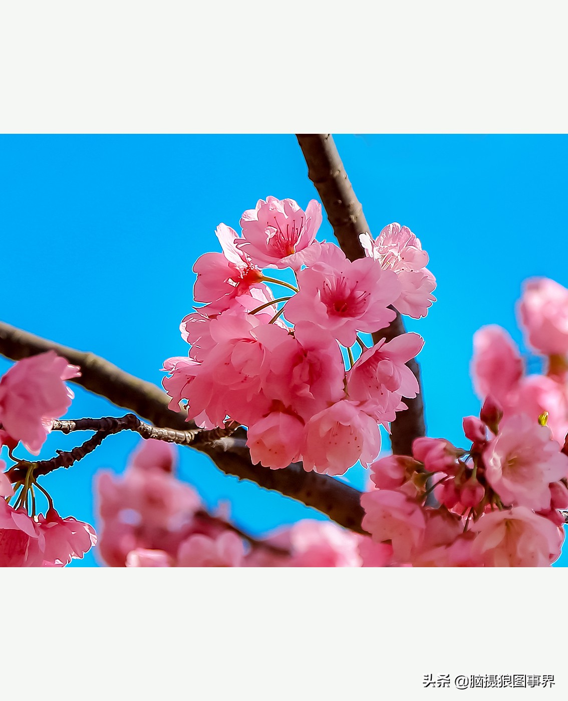 蔚蓝色的天空素材视频,黑色和透明的花摄影效果