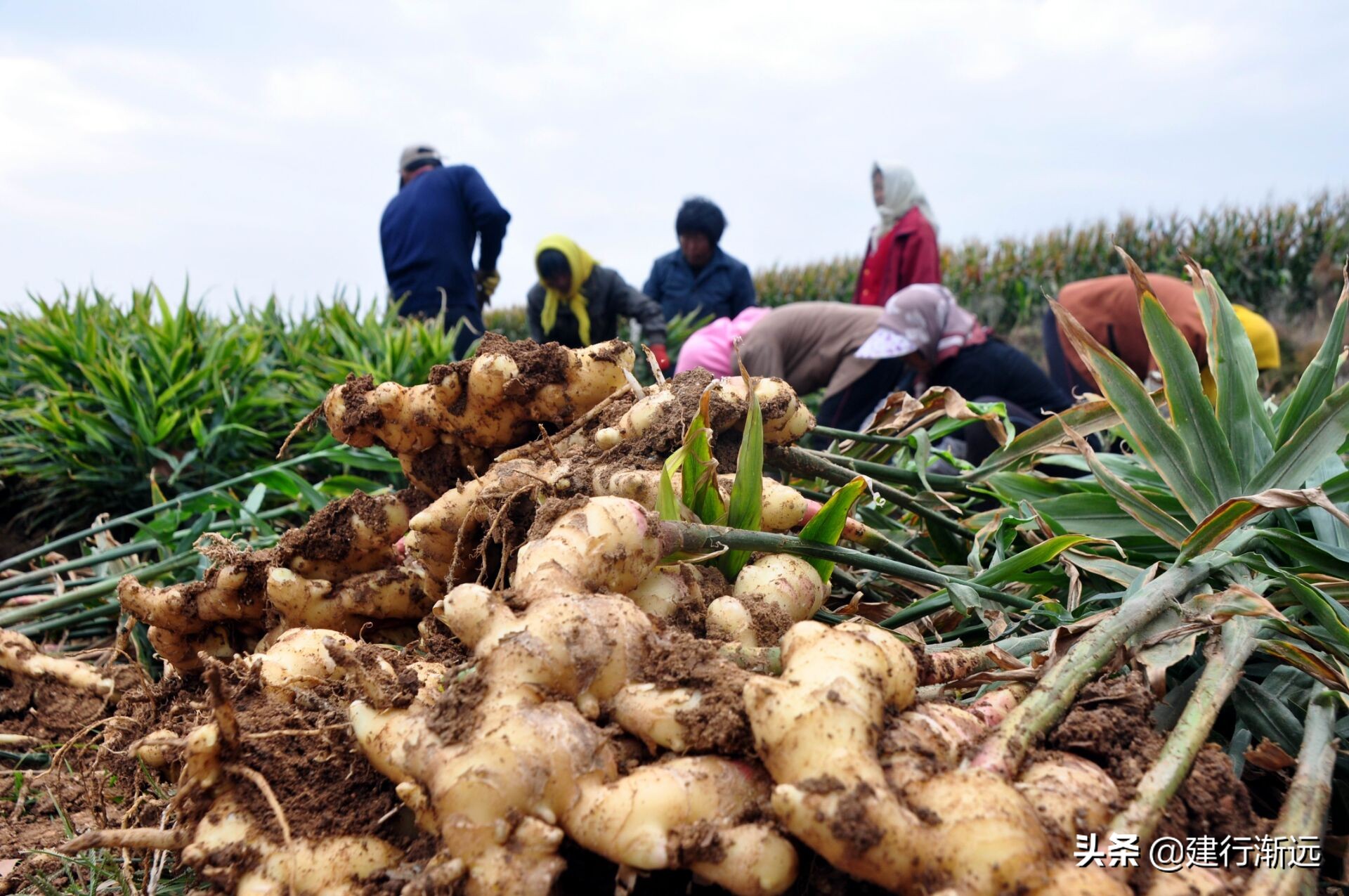 种植大姜怎么样管理才能丰产呢,大姜丰产图片