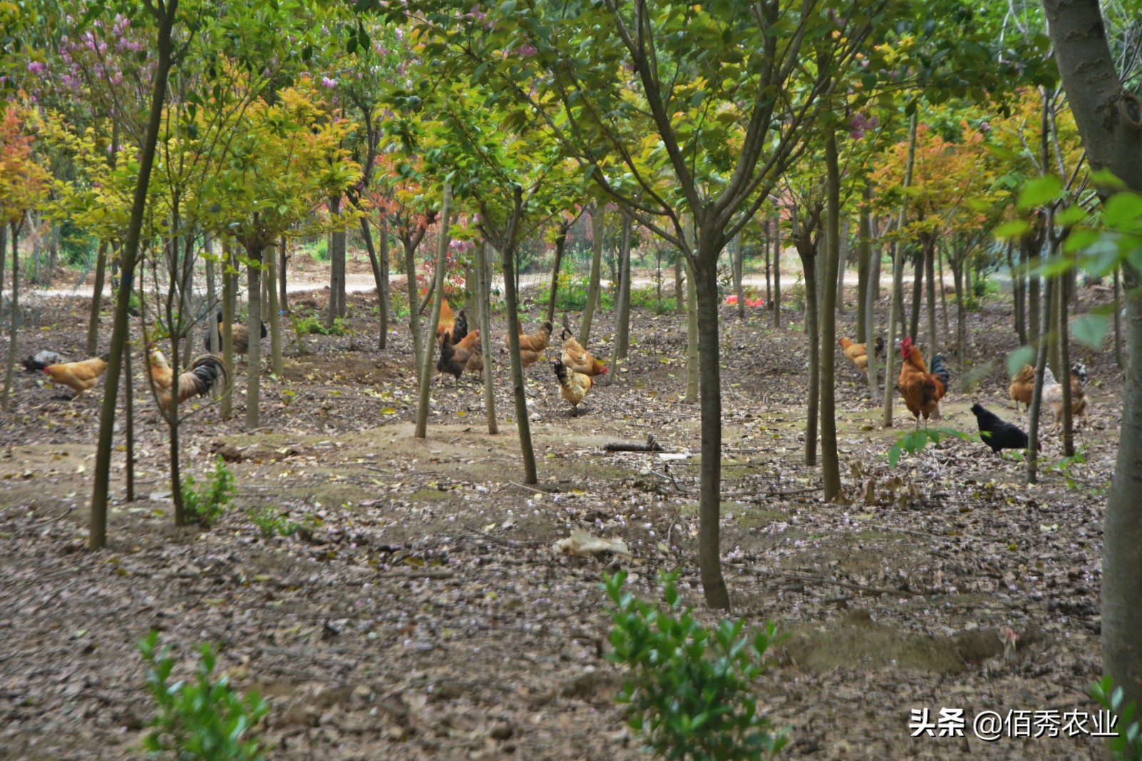 农村大叔养鸡150元一斤,农村老大爷卖土鸡