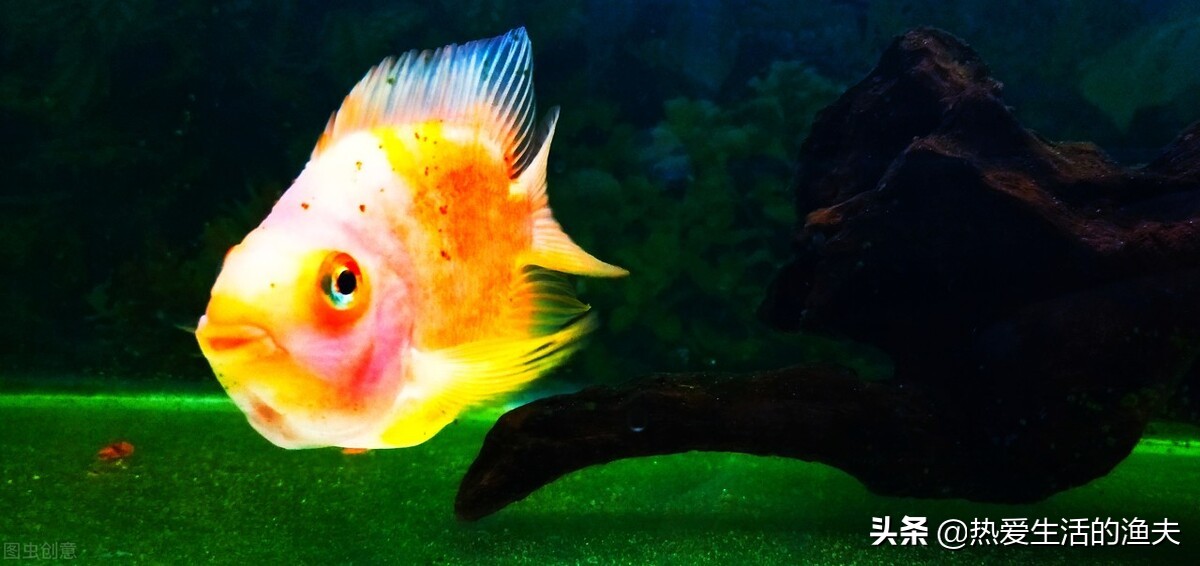 养鱼一换水鱼就死,高密度养鱼不换水