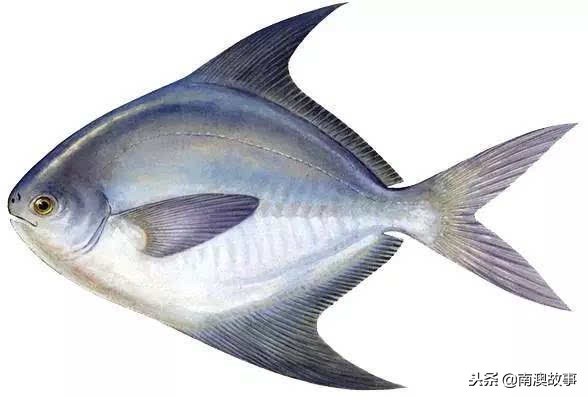 深圳南澳都有哪些海鱼,南澳海常见的海鱼