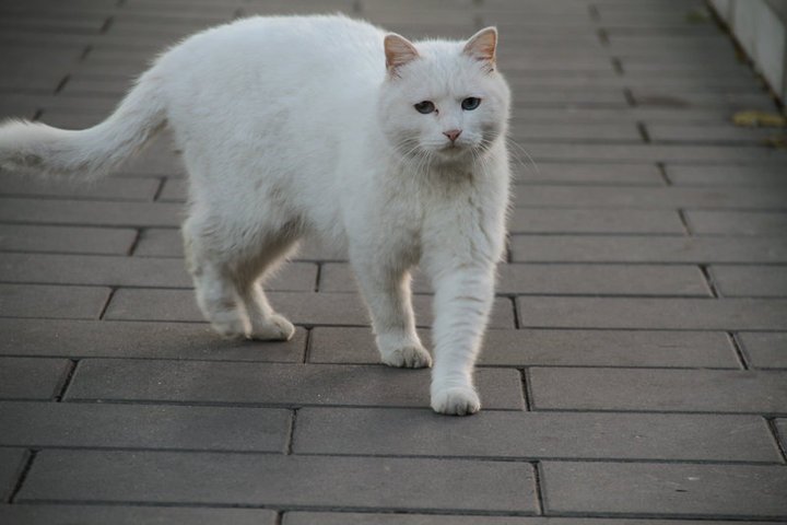 土猫的品种大全图片,中国土猫有哪些品种你认识多少