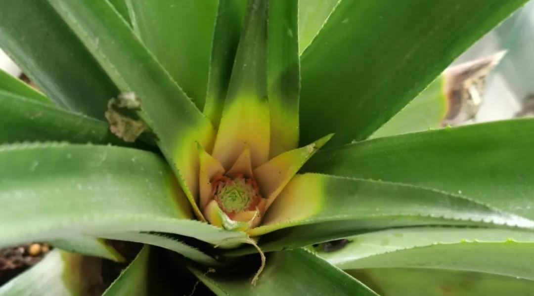 芒果核种芒果的过程,菠萝芒果核种植视频