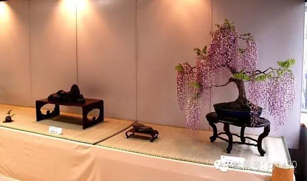 紫藤之美,紫藤迷人的气质