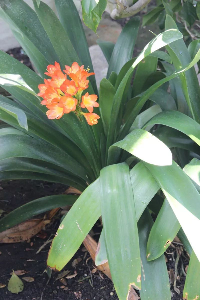 君子兰叶子有亮泽,君子兰最好的盆栽方法