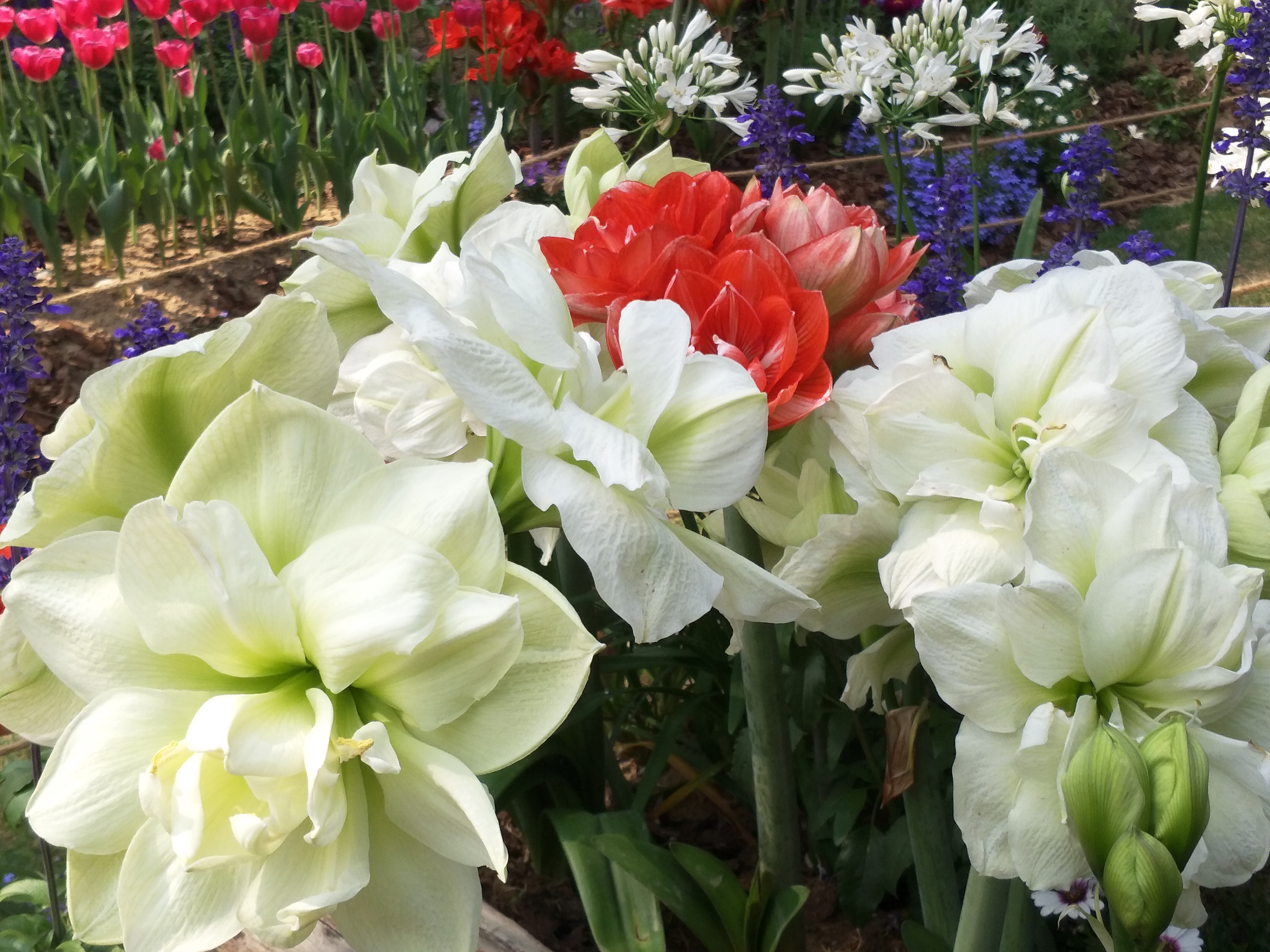 遇见花开深圳,遇见花开鲜花派对