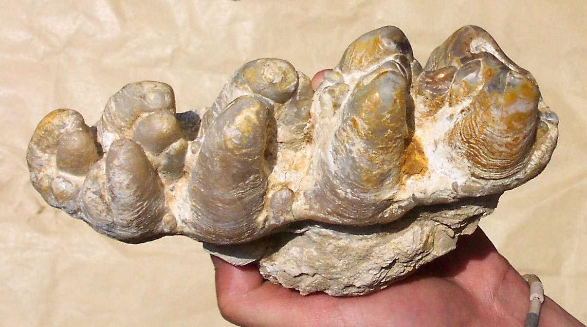 几亿年前的恐龙是怎么灭绝的,恐龙时期恐龙是怎么灭绝的