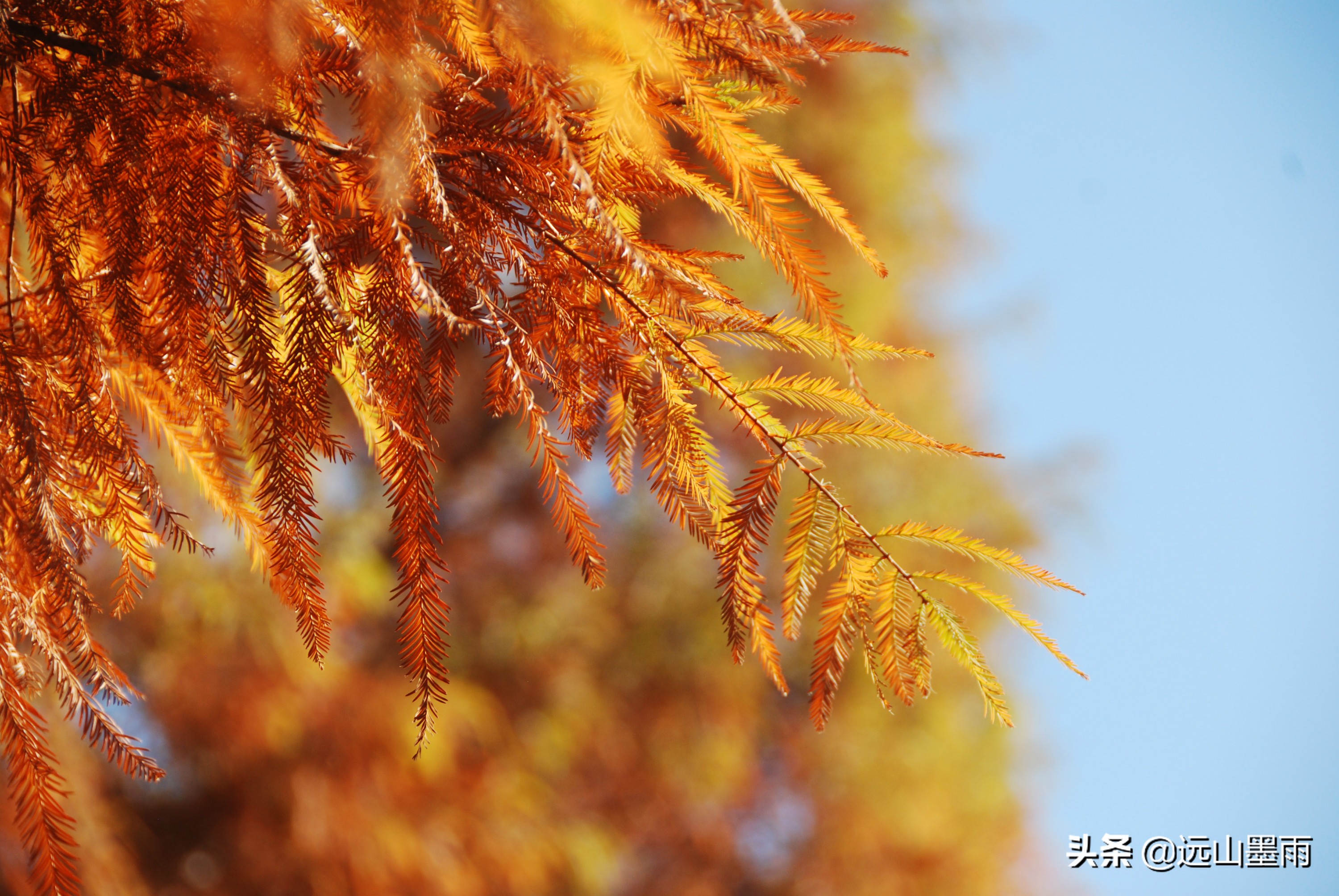 昆明呈贡适合拍婚纱的湿地公园,昆明大渔婚纱主题公园